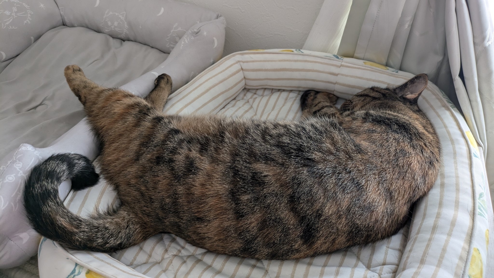 溶けていないイチちゃん