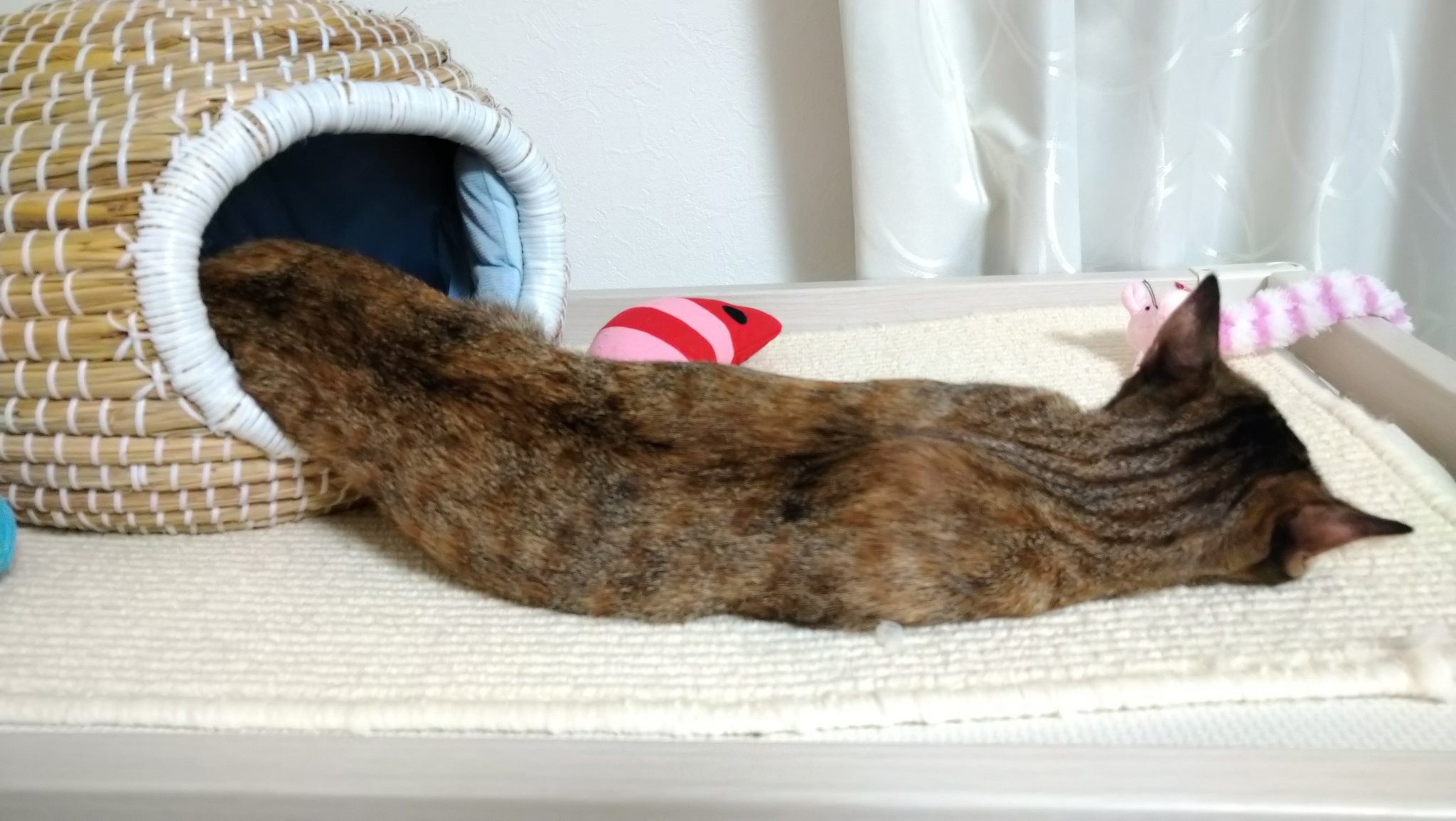 液体なイチちゃんの別アングル（飼い主さん提供画像）