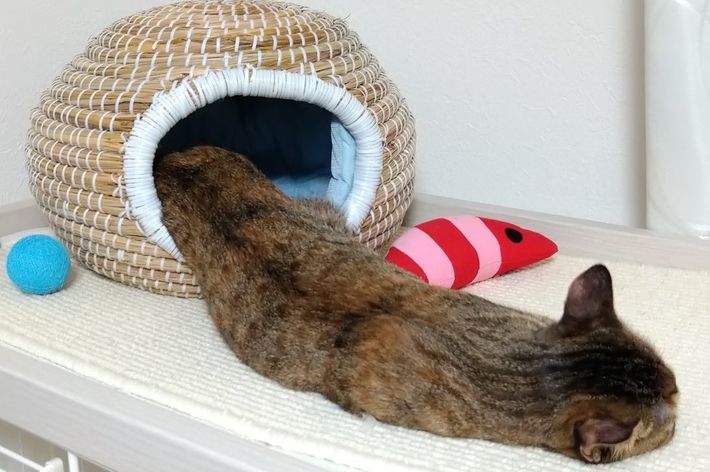 猫がかご型ベッドに入ろうとしている様子。傍には青いボールと赤い魚の形をしたおもちゃが置かれている。