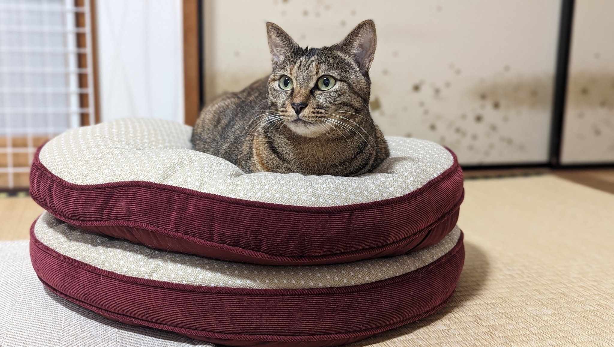 かわいい!座布団2枚!!