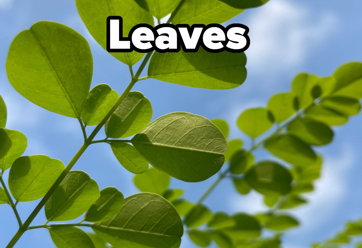 Close-up of fresh green leaves on a branch with the blue sky and soft clouds in the background