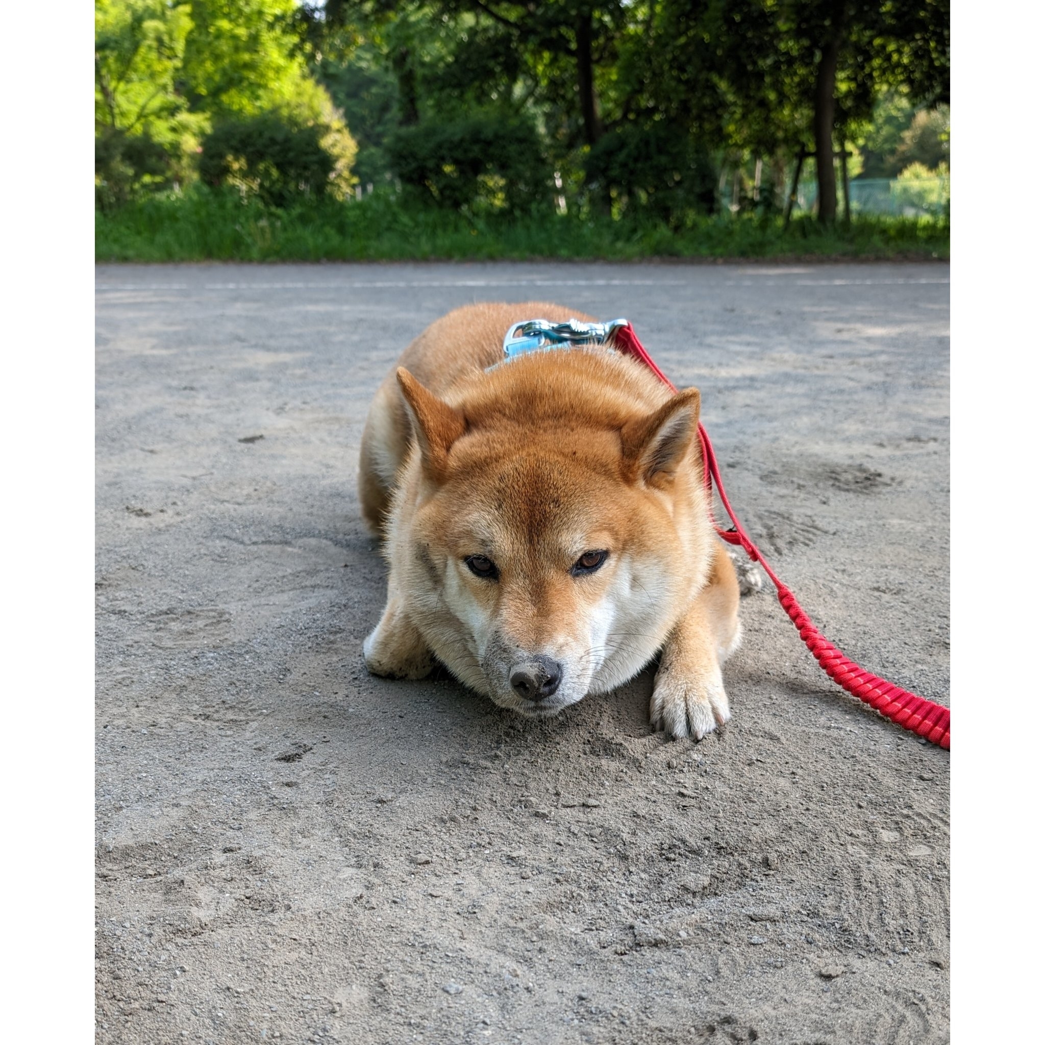 犬 安い リードに繋がれたまま酔ってきた