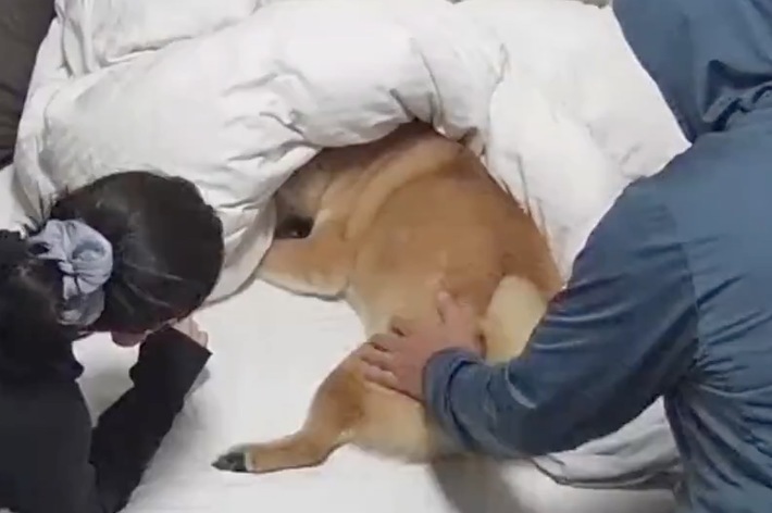人が犬を毛布の中に寝かせようとしているシーン。毛布に顔を隠されている犬が見える。