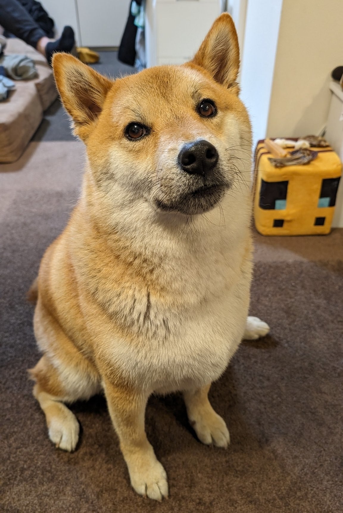 柴犬が室内で座っている様子。