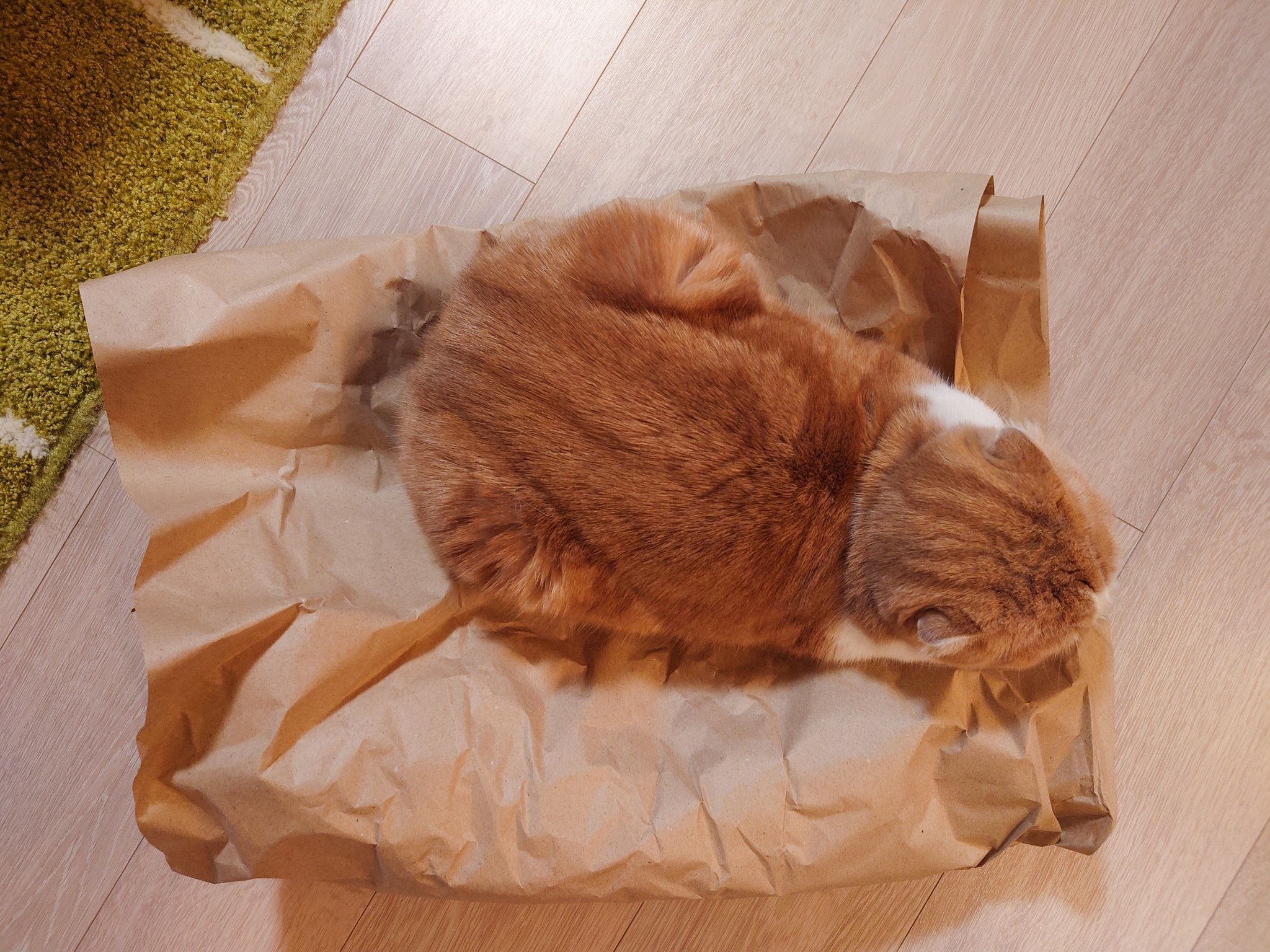 上から見たイメージ  /  写真提供：飼い主（スピカとルナ）さん