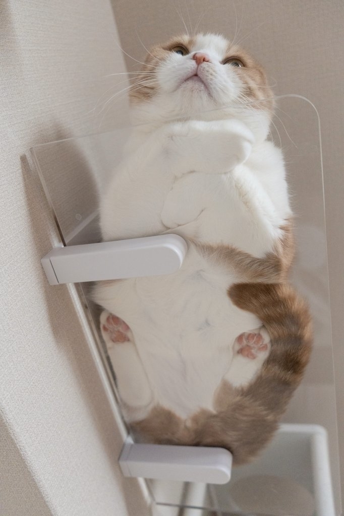 猫ちゃんの裏側 / 飼い主さんのXより