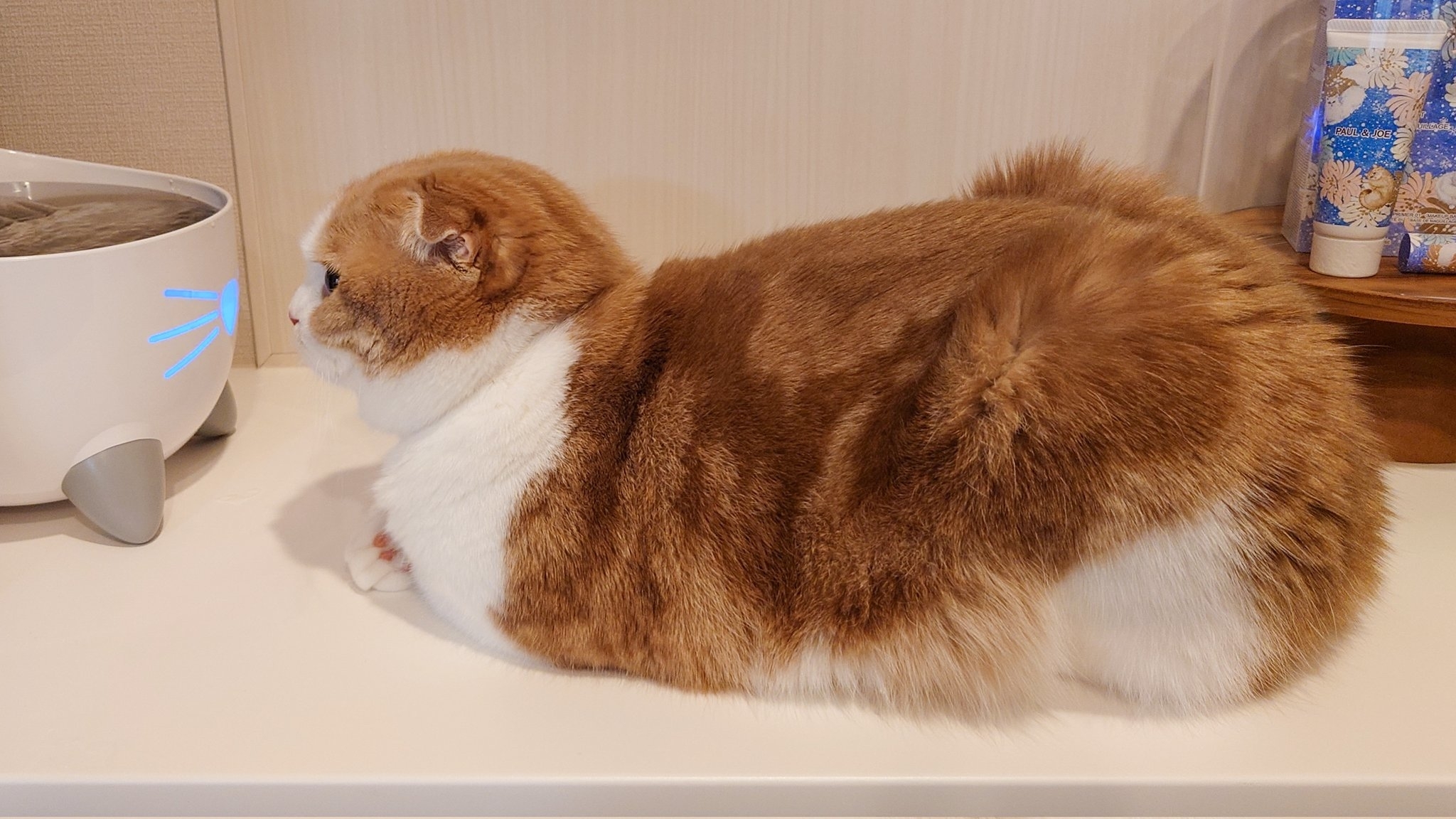 横から見たイメージ / 写真提供：飼い主（スピカとルナ）さん