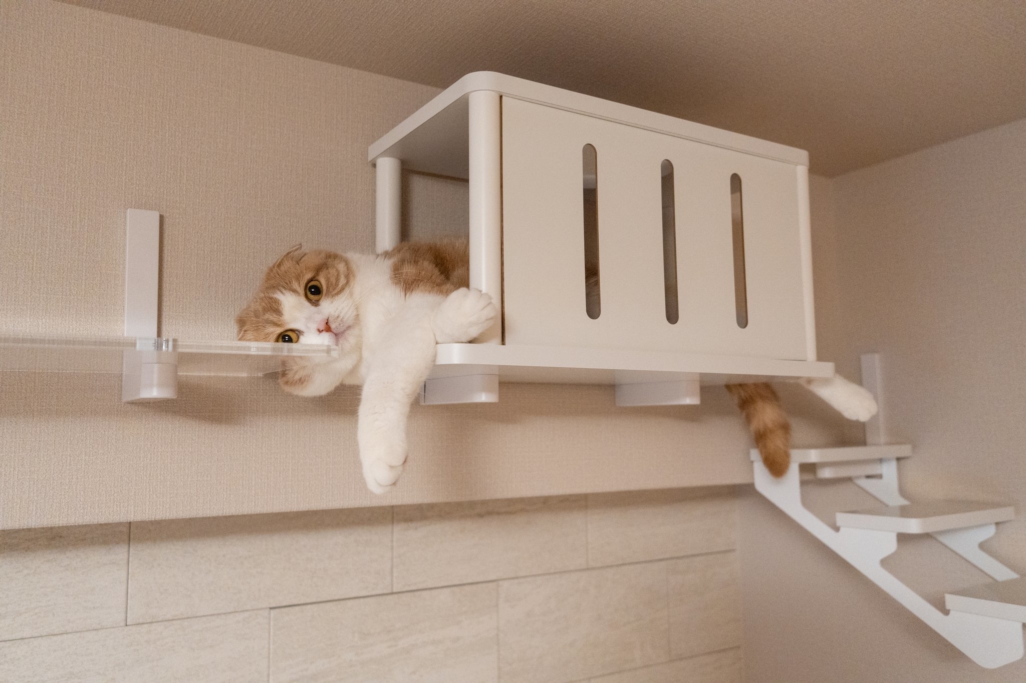 キャットステップでくつろぐスピカちゃん / 写真提供：飼い主（スピカとルナ）さん