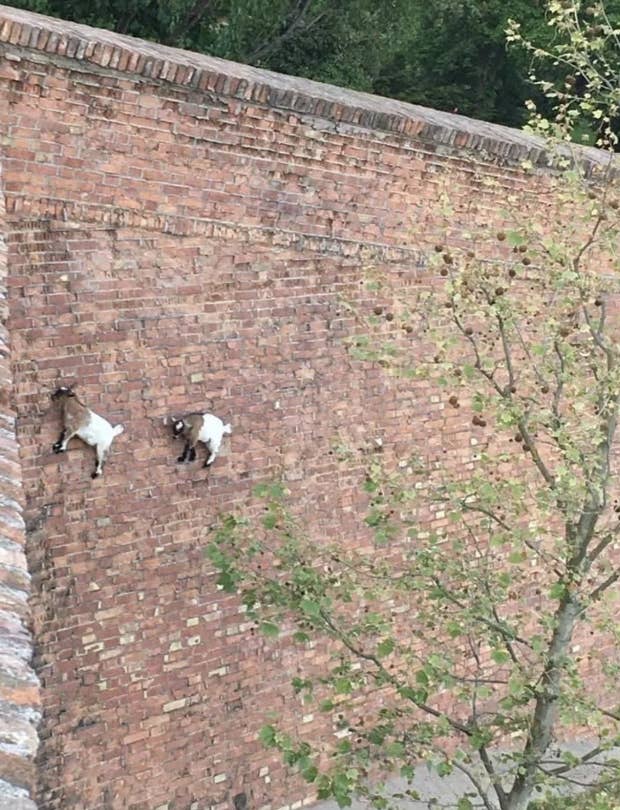 Two goats are climbing a steep brick wall, showcasing their impressive climbing abilities. There are some trees in the foreground