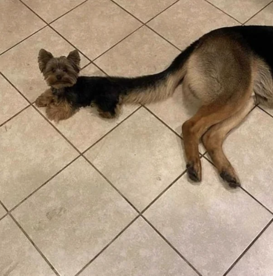 Small dog positioned next to a larger dog's tail, creating the illusion of a single, oddly proportioned dog. Both are on a tiled floor