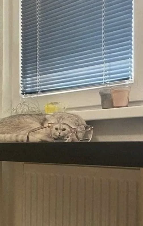 A cat lying on a windowsill with its head partly inside a pair of glasses, next to various small containers. Closed blinds are in the background
