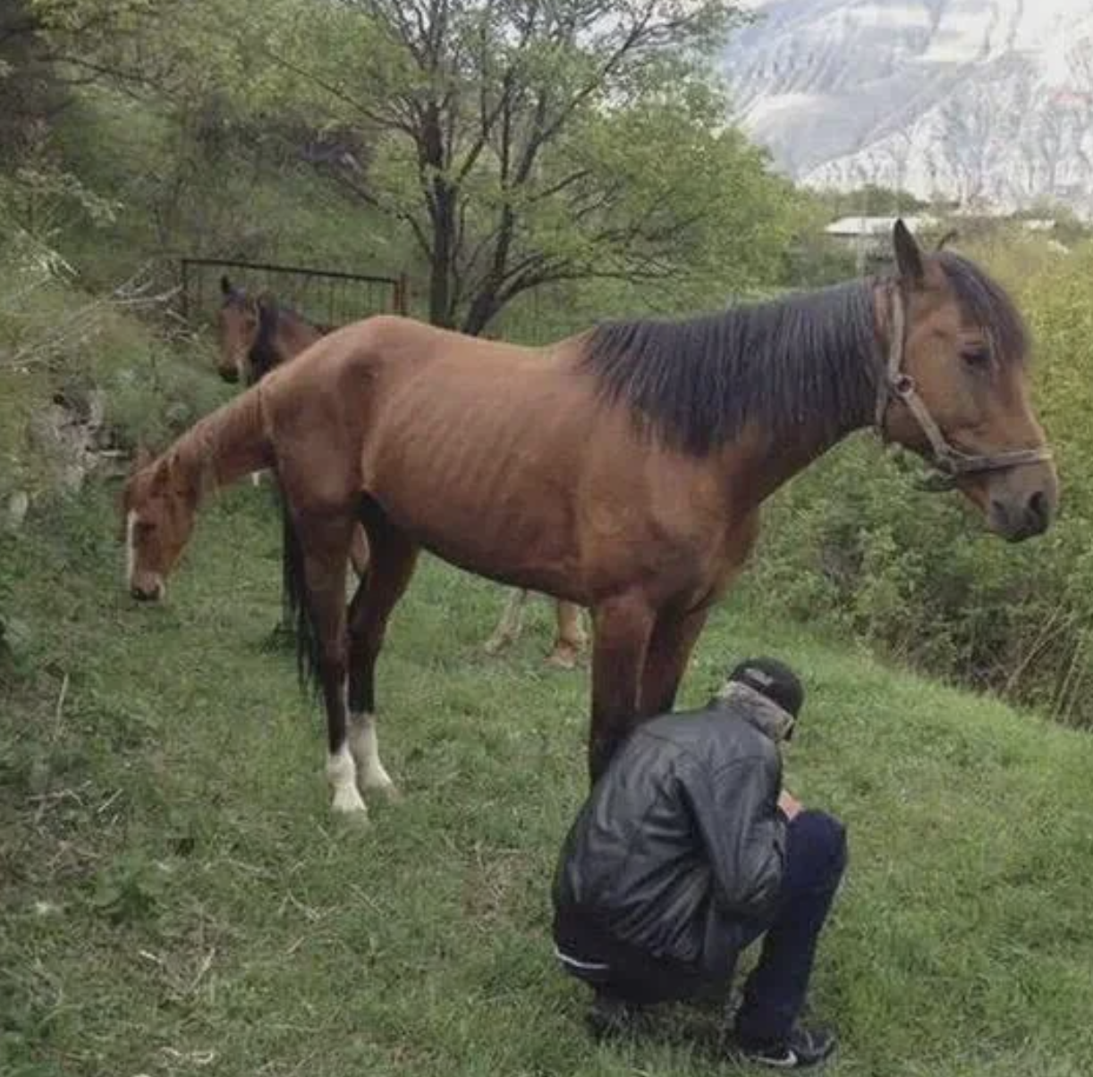 A person in a jacket crouches beside a horse in a grassy, mountainous area. Another horse grazes in the background