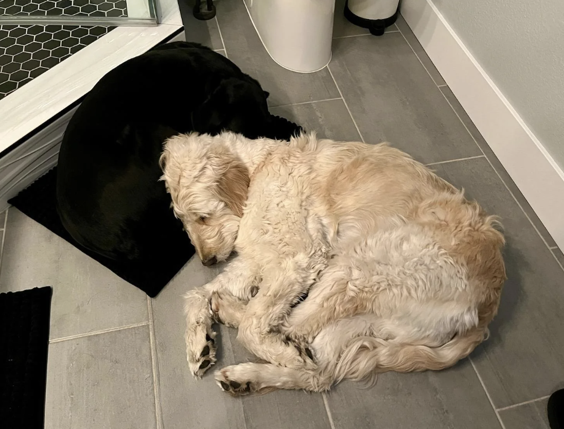 Two dogs, one with curly fur and the other with short fur, are lying on a tiled floor, sleeping closely together