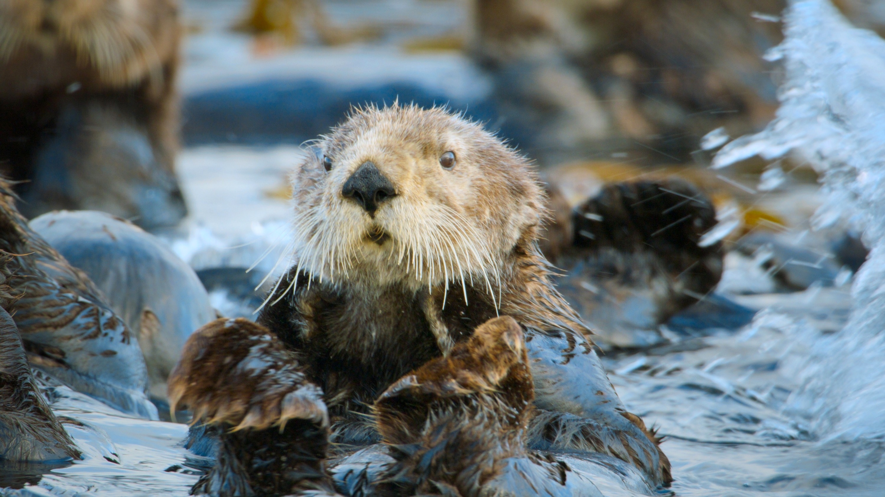 Sea otter floating in water with kelp around it, looking at the camera with whiskers visible. Other otters are partially visible in the background