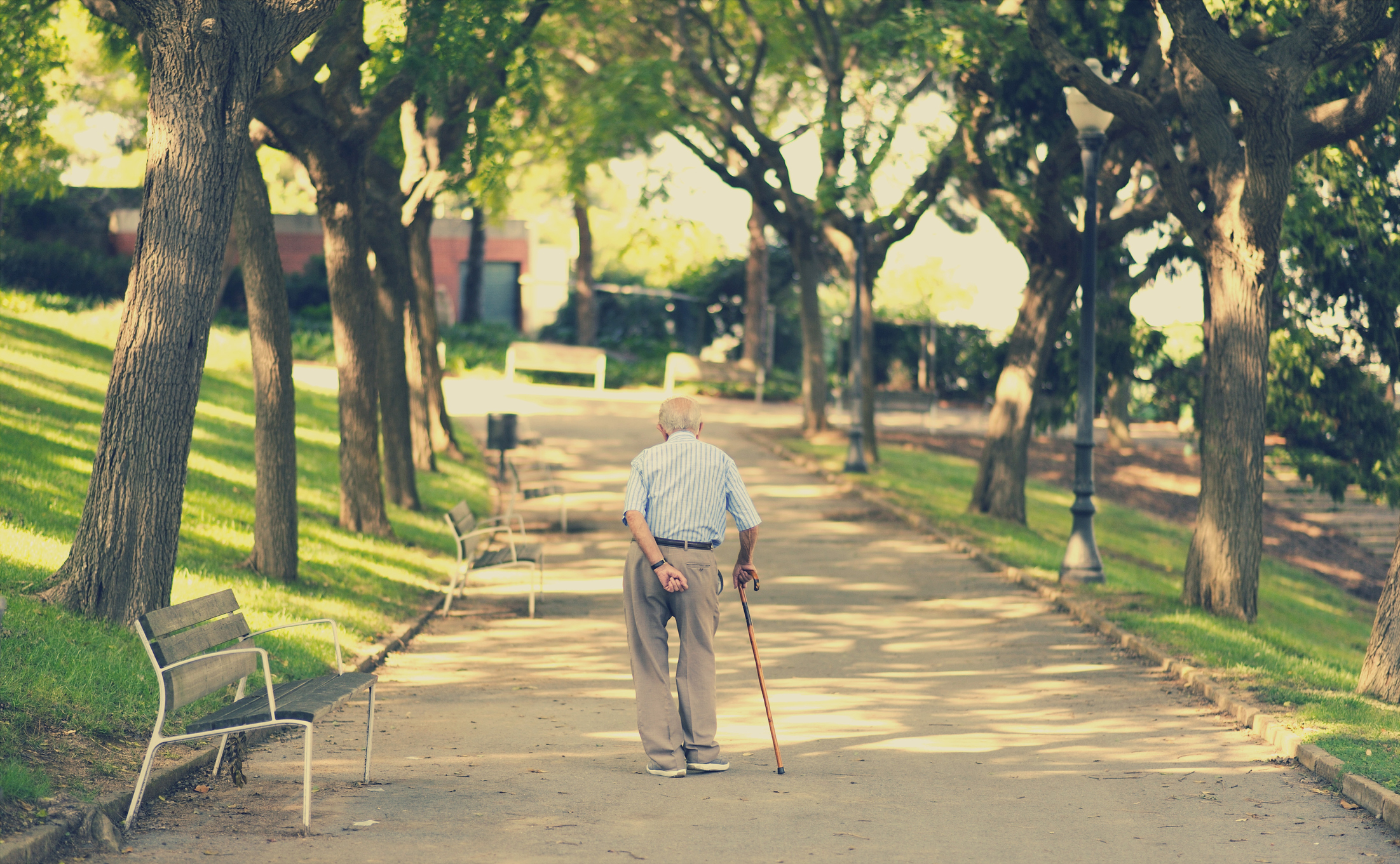 An elderly person with a cane walking alone on a path through a park lined with trees