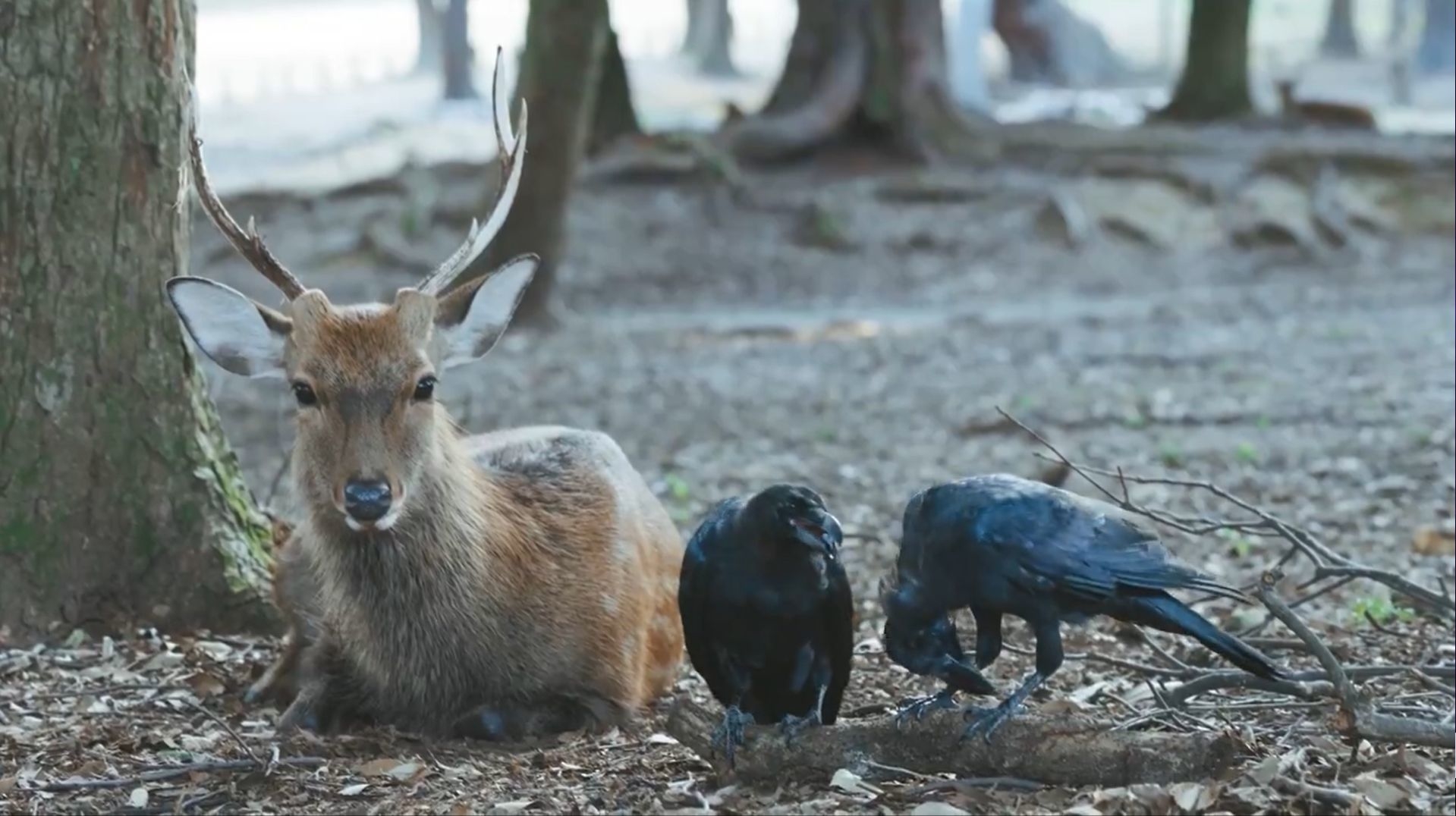 親鳥から皮をもらった幼鳥カラスと、シカトする鹿 / しかCさんのXより