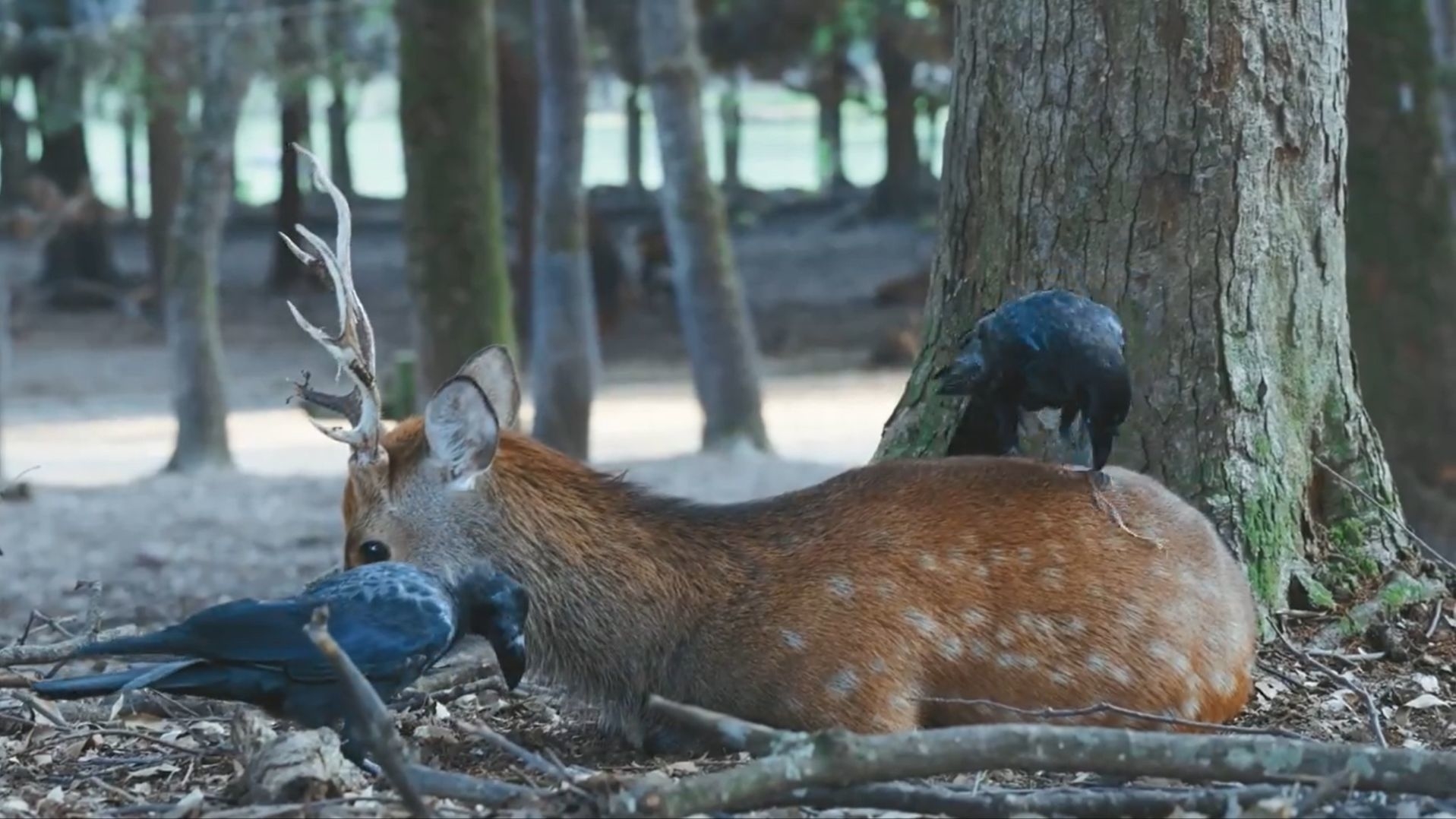 気にしていない鹿 / しかCさんのXより