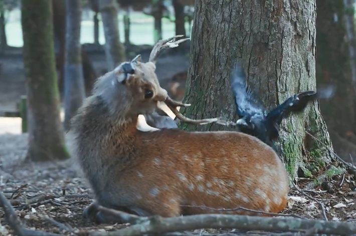 鹿の角をグイグイ引っ張るカラス / しかCさんのXより