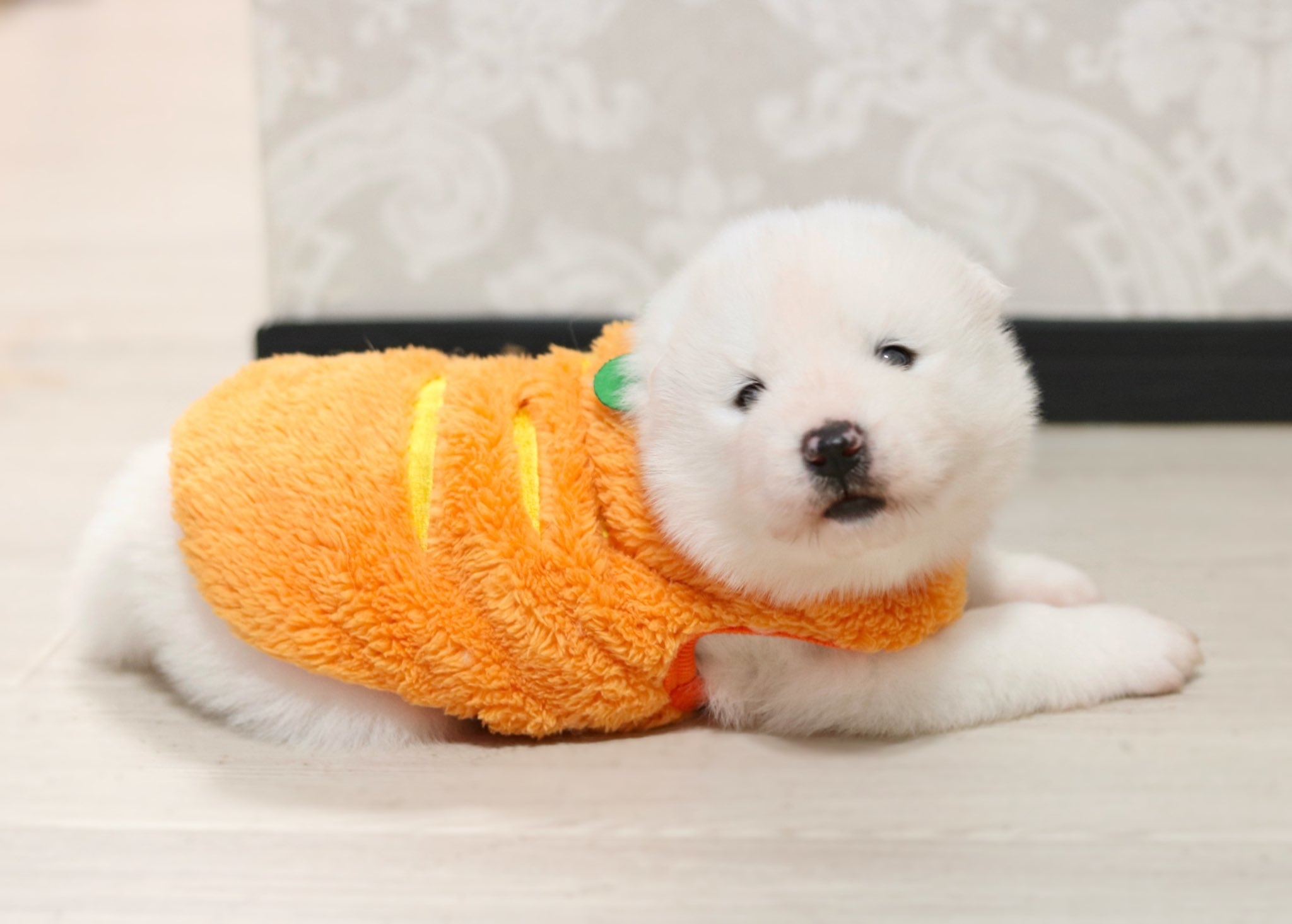 にんじんのお洋服を着てこちらを見るジュニくん