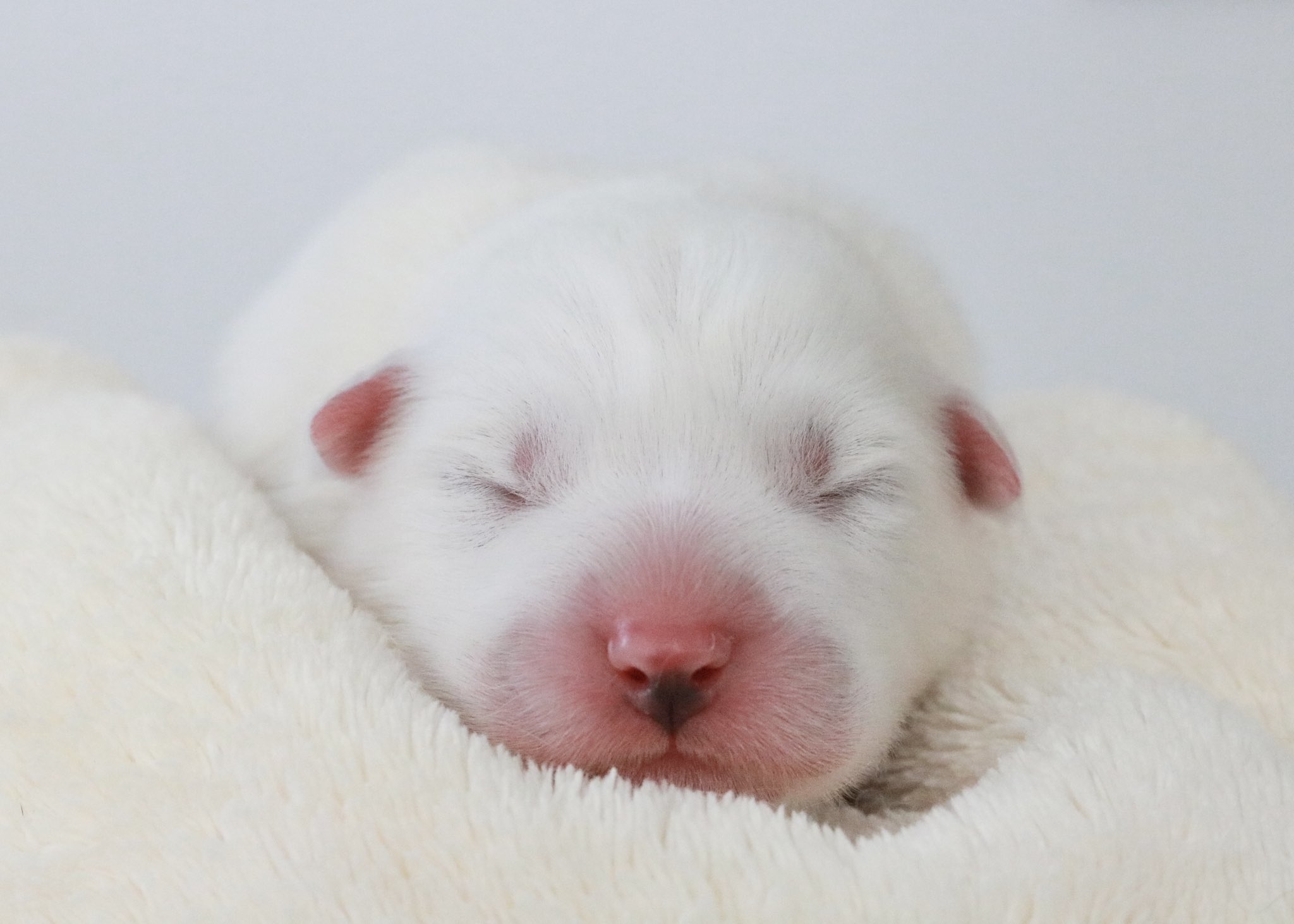 生まれて間もない頃のジュニくん