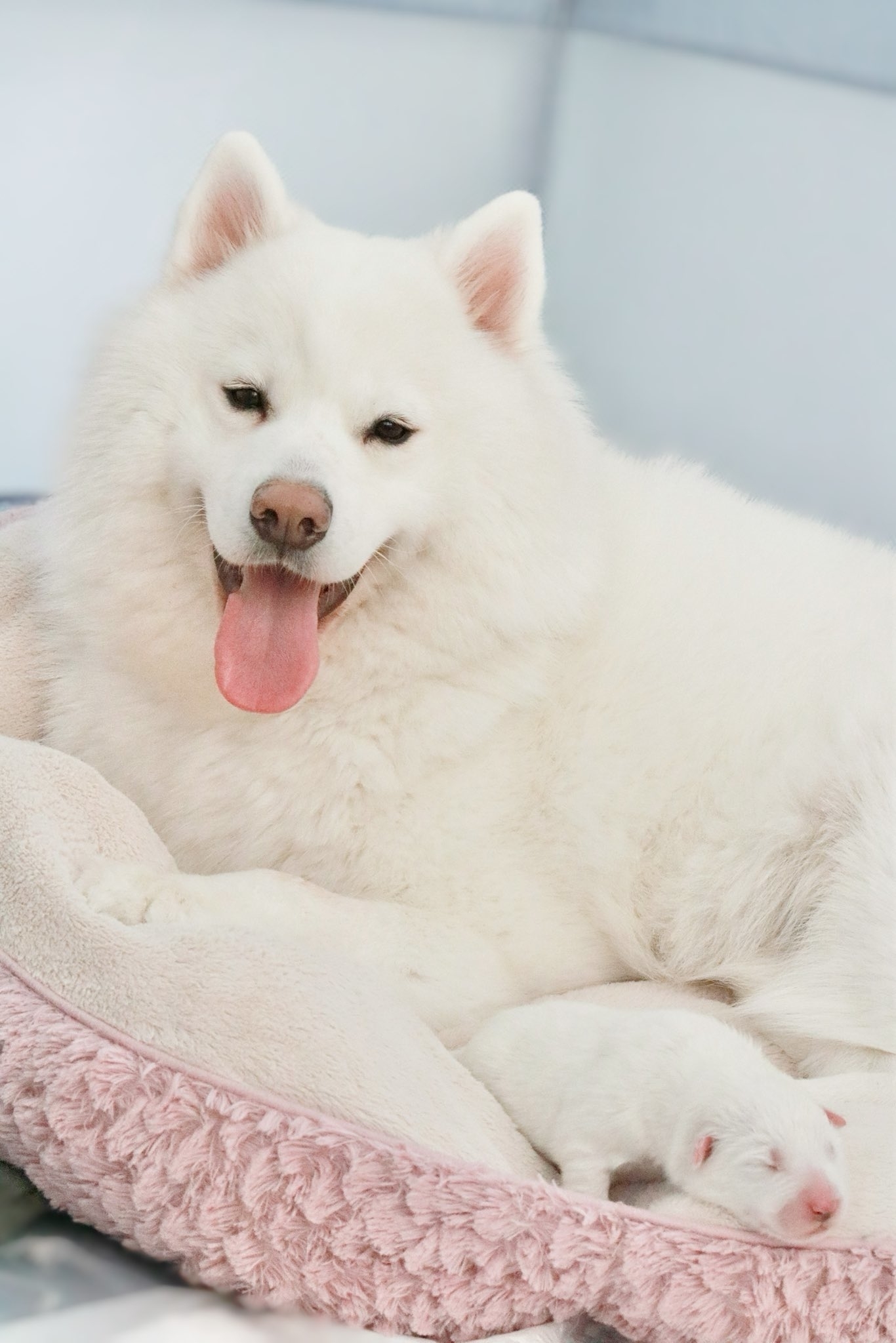 「かわいい以外にない！」大型犬カフェが投稿した生後16日のサモエドの子犬。語彙力を失うかわいさにSNS悶絶