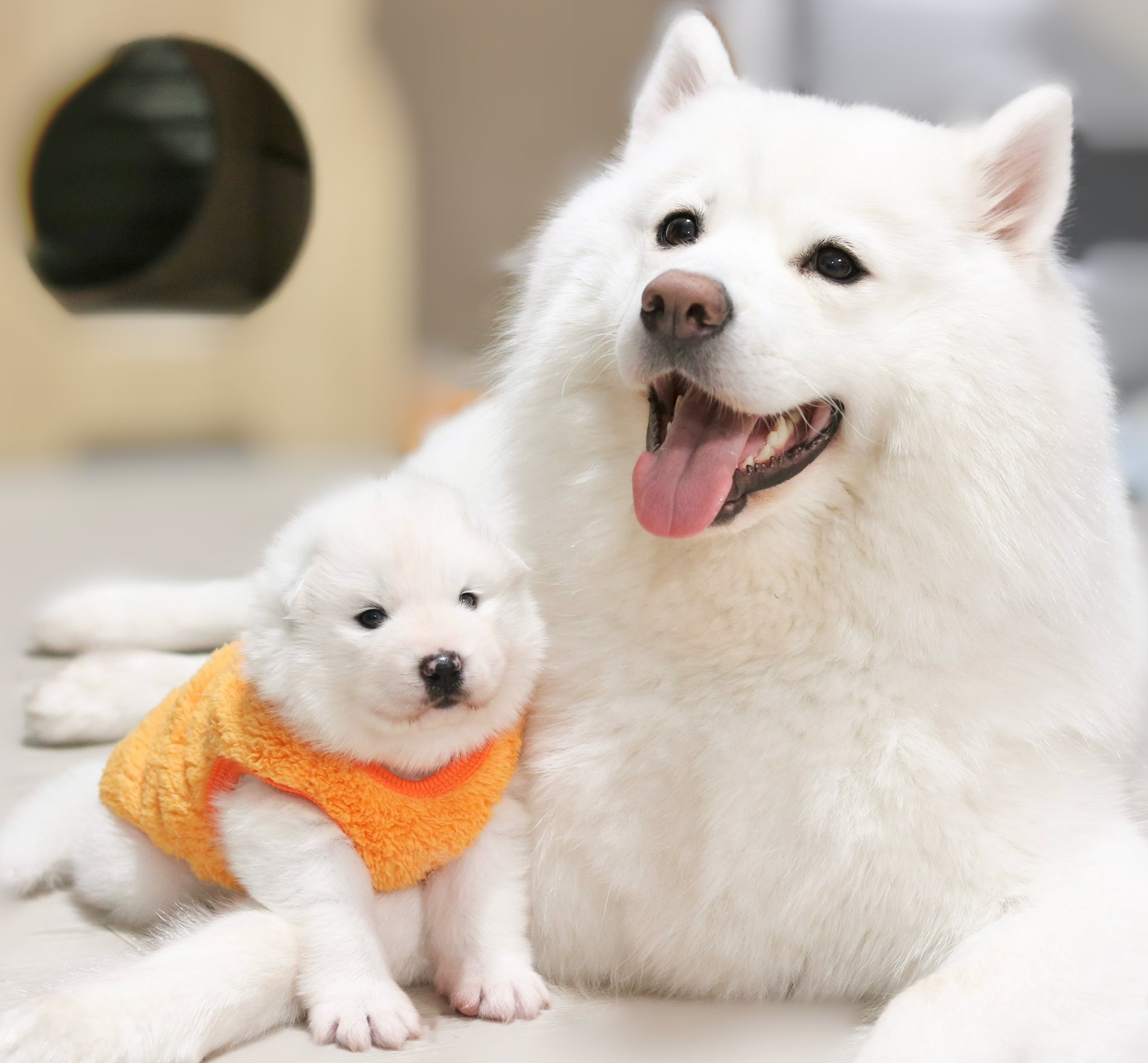 子犬のジュニくんとお母さんのミラクルちゃん