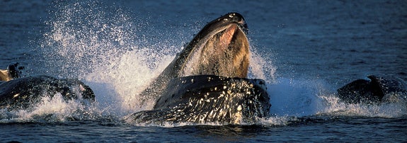 クジラが海面に上がり口を開けているシーン。複数のクジラが水面で見える。