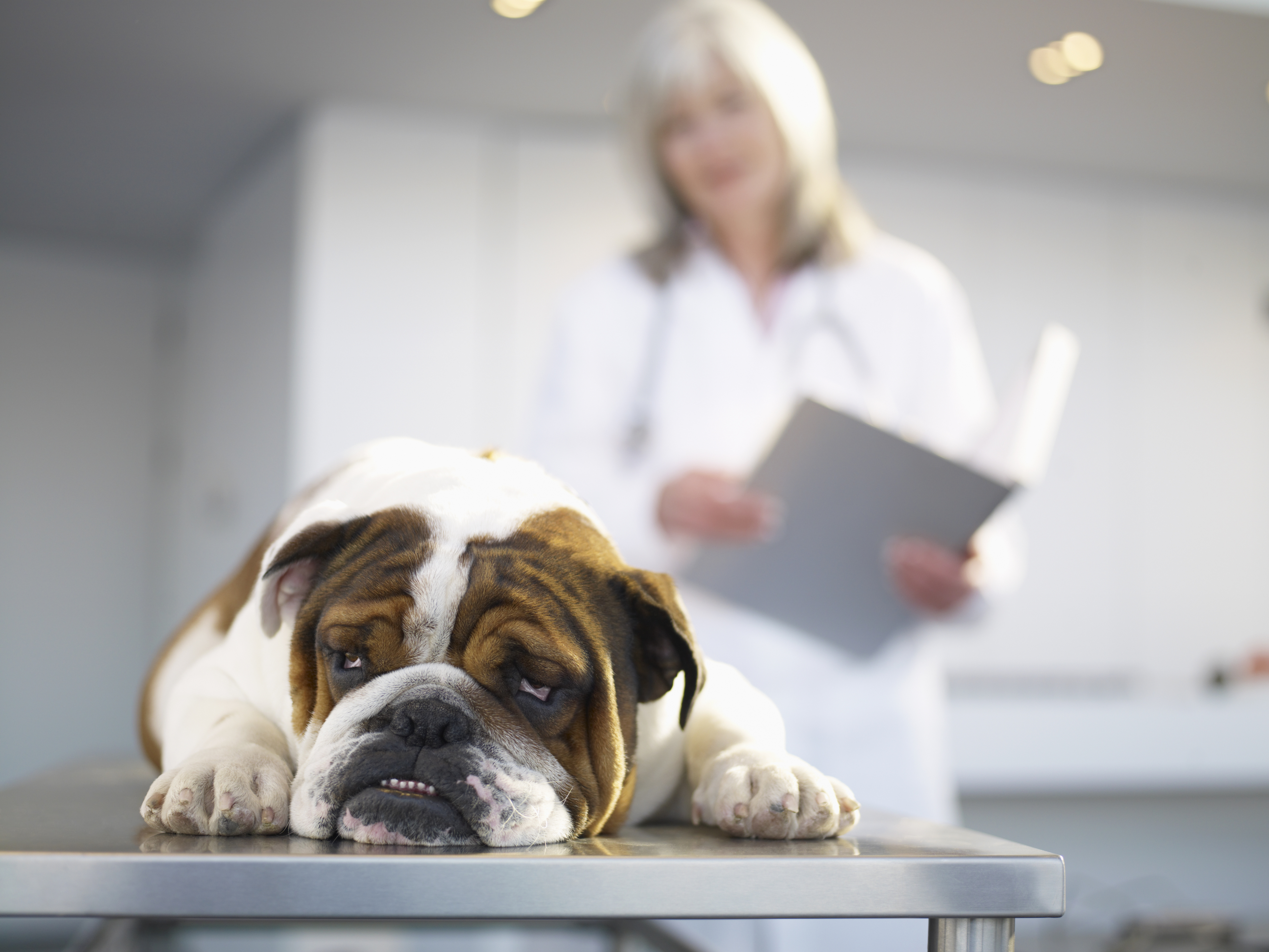 A tired bulldog rests on a vet examination table, while a veterinarian in a white coat holds a clipboard in the background