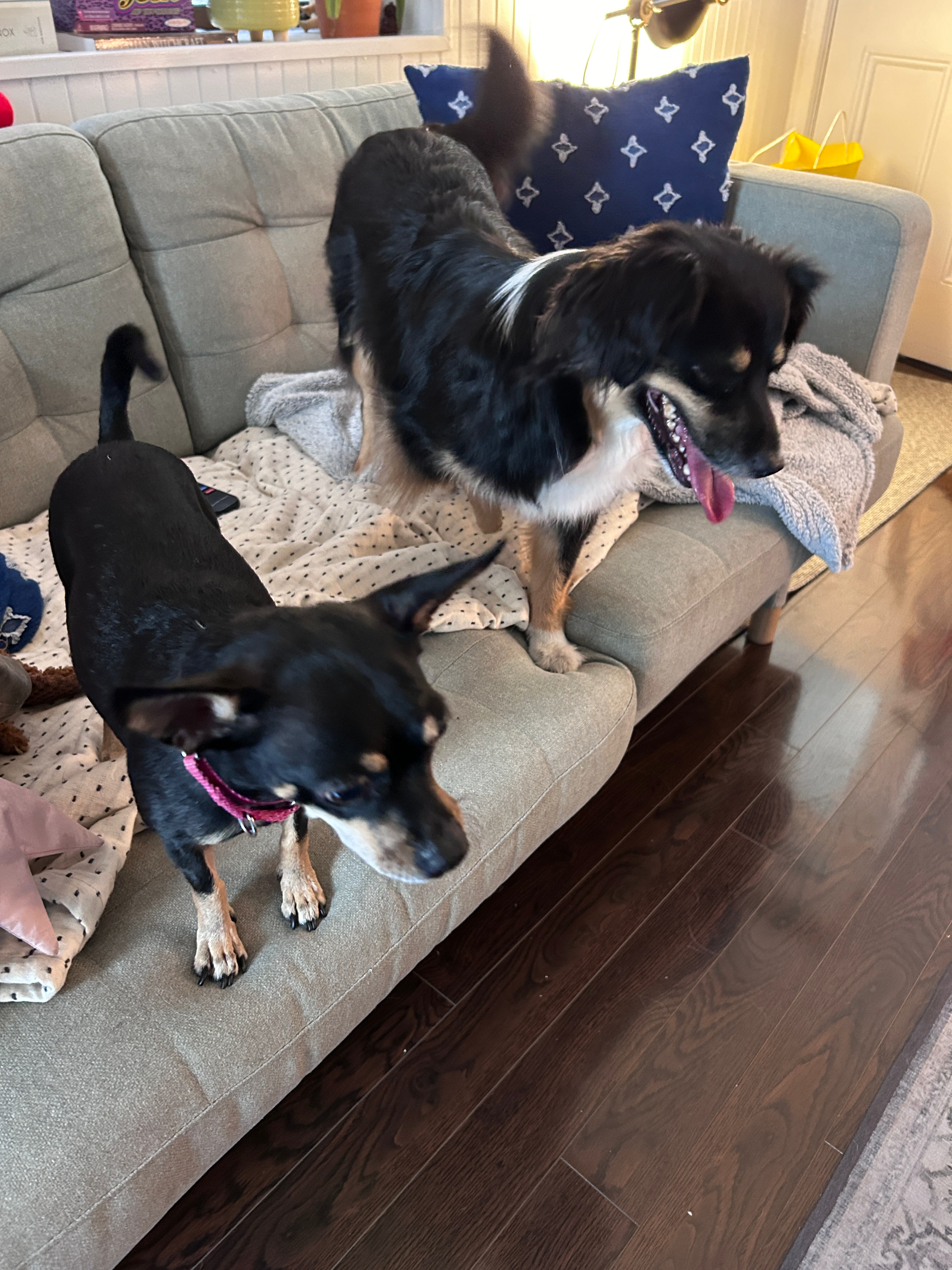 Two dogs stand on a couch in a living room. One dog is black with tan legs and a red collar, the other is black, white, and tan with a fluffy tail
