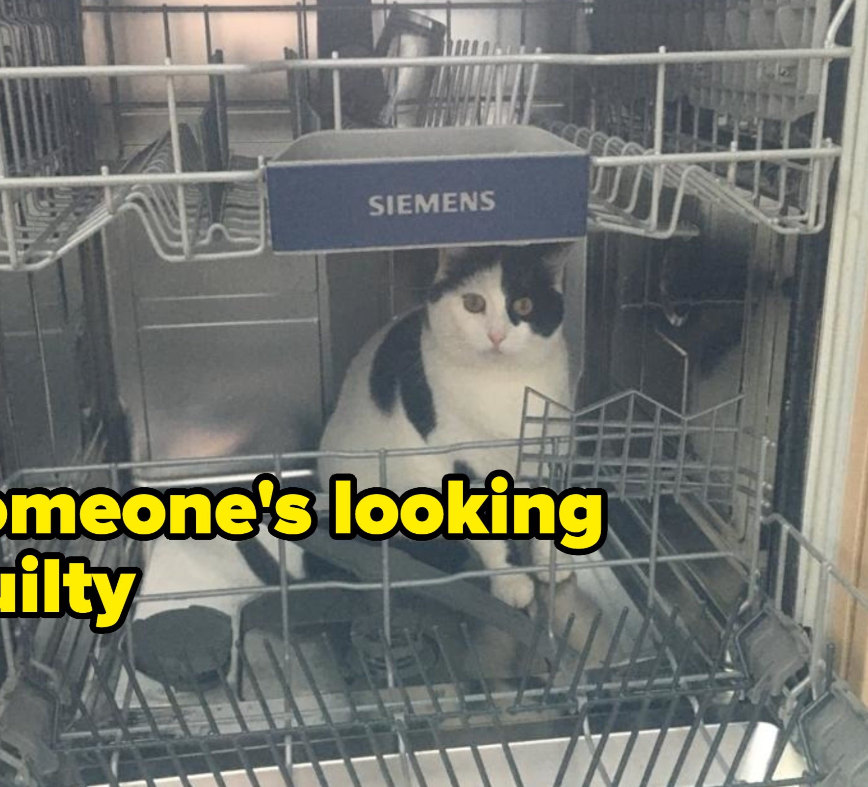 Cat sitting inside an open dishwasher