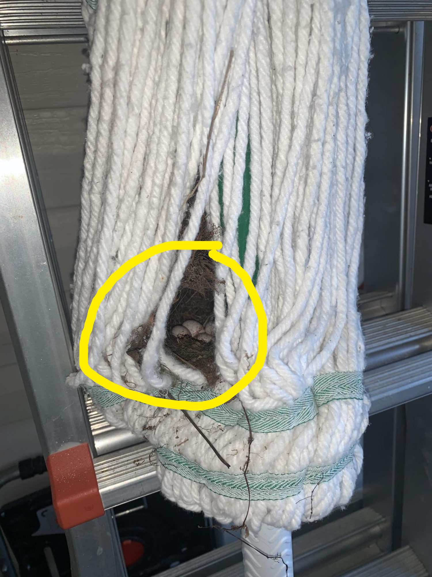 A bird nest with eggs is built within the strands of a mop that is hanging on a metal structure