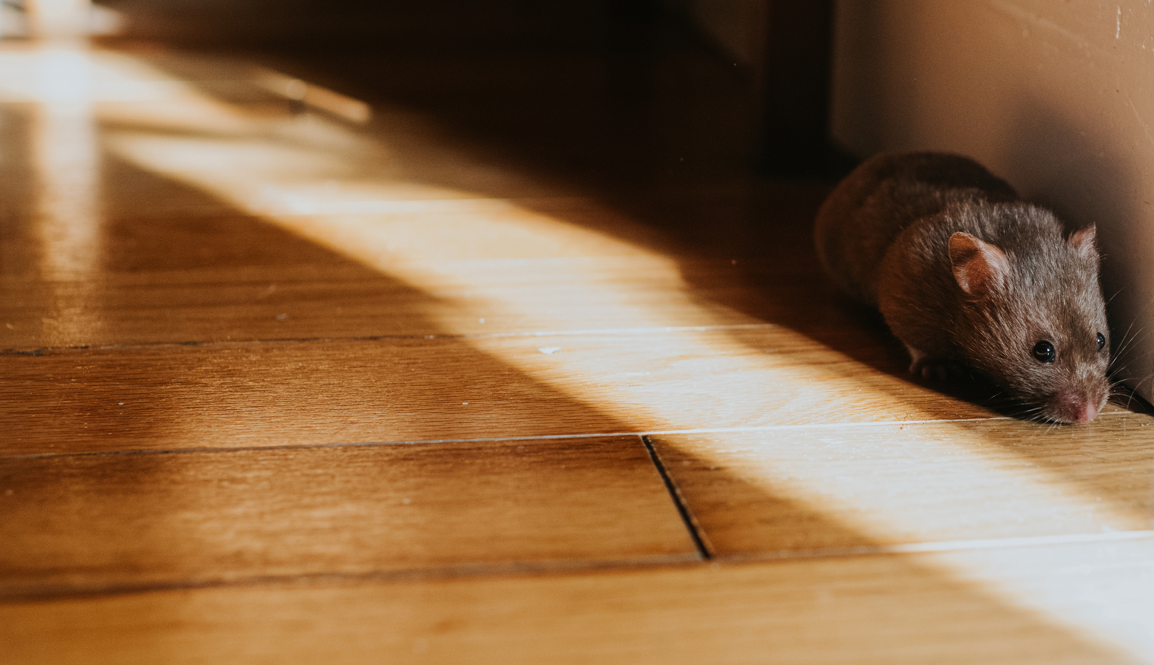 A small rodent, possibly a hamster, is walking on a wooden floor with beams of light shining in