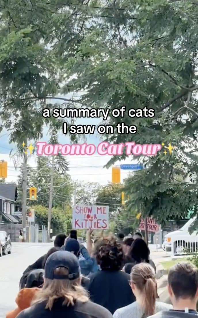 People walking in a group on a street under a sign reading "a summary of cats I saw on the Toronto Cat Tour" with someone holding a sign saying "Show me your kitties."