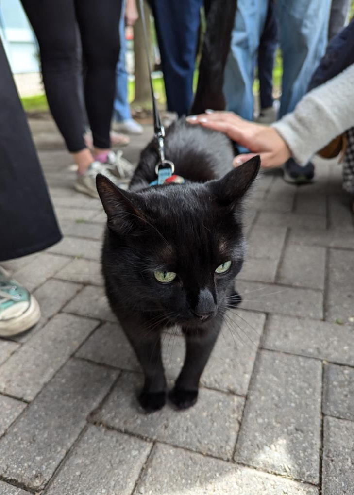 A black cat on a leash is walking on a sidewalk surrounded by people, with one person reaching out to pet it