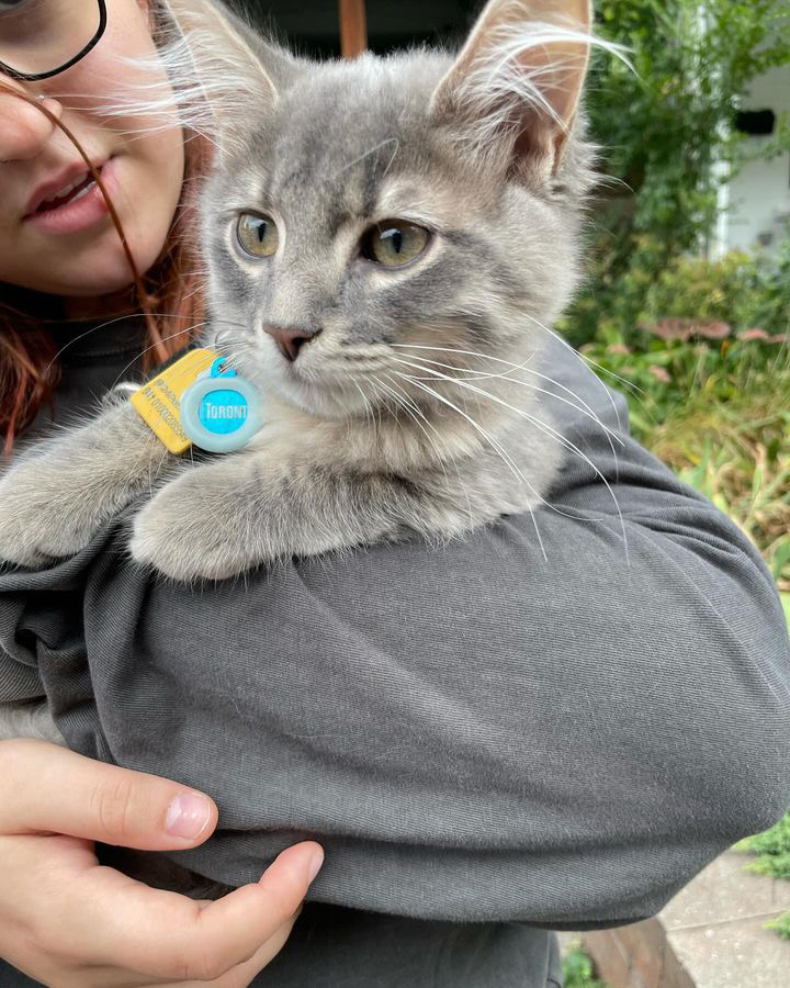 A person holds a fluffy grey cat with a Toronto tag on its collar. The person's face is partially visible