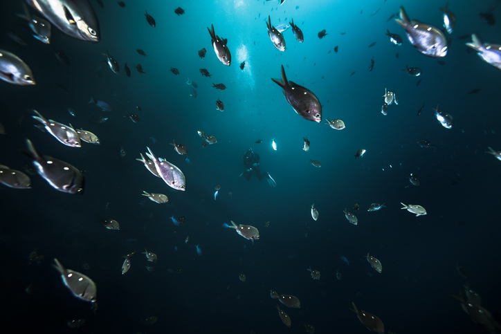 A scuba diver surrounded by a large school of fish underwater. The scene is serene and mesmerizing, capturing the diver's immersion in the aquatic environment