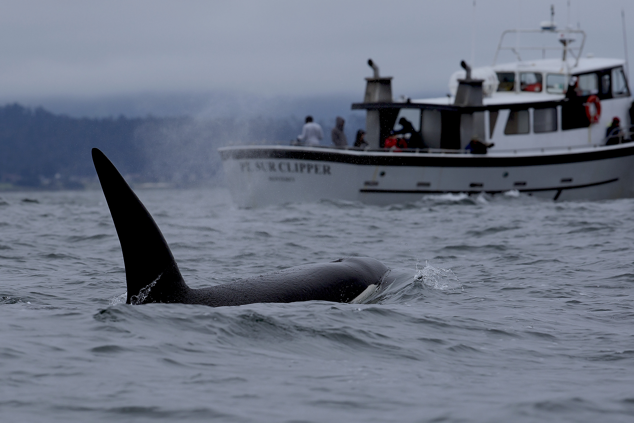 An orca whale surfaces near a boat named "Pearl Clipper" with people watching from the deck. The image captures a marine wildlife sighting