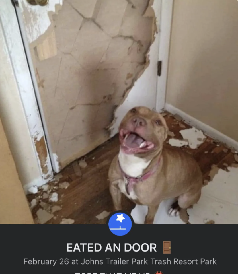 A dog poses proudly with a door it has heavily chewed through. The caption reads, "EATED AN DOOR."