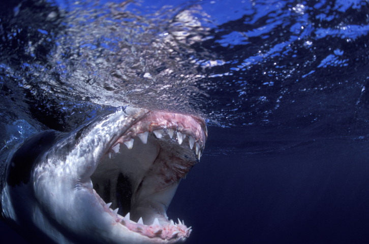 A great white shark with its mouth wide open, swimming just below the water's surface
