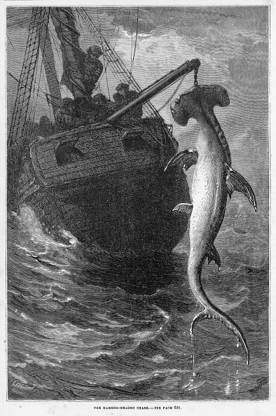 An old illustration of a hammerhead shark being hoisted aboard a ship during rough sea conditions. The image title reads, "The Hammer-headed Shark."