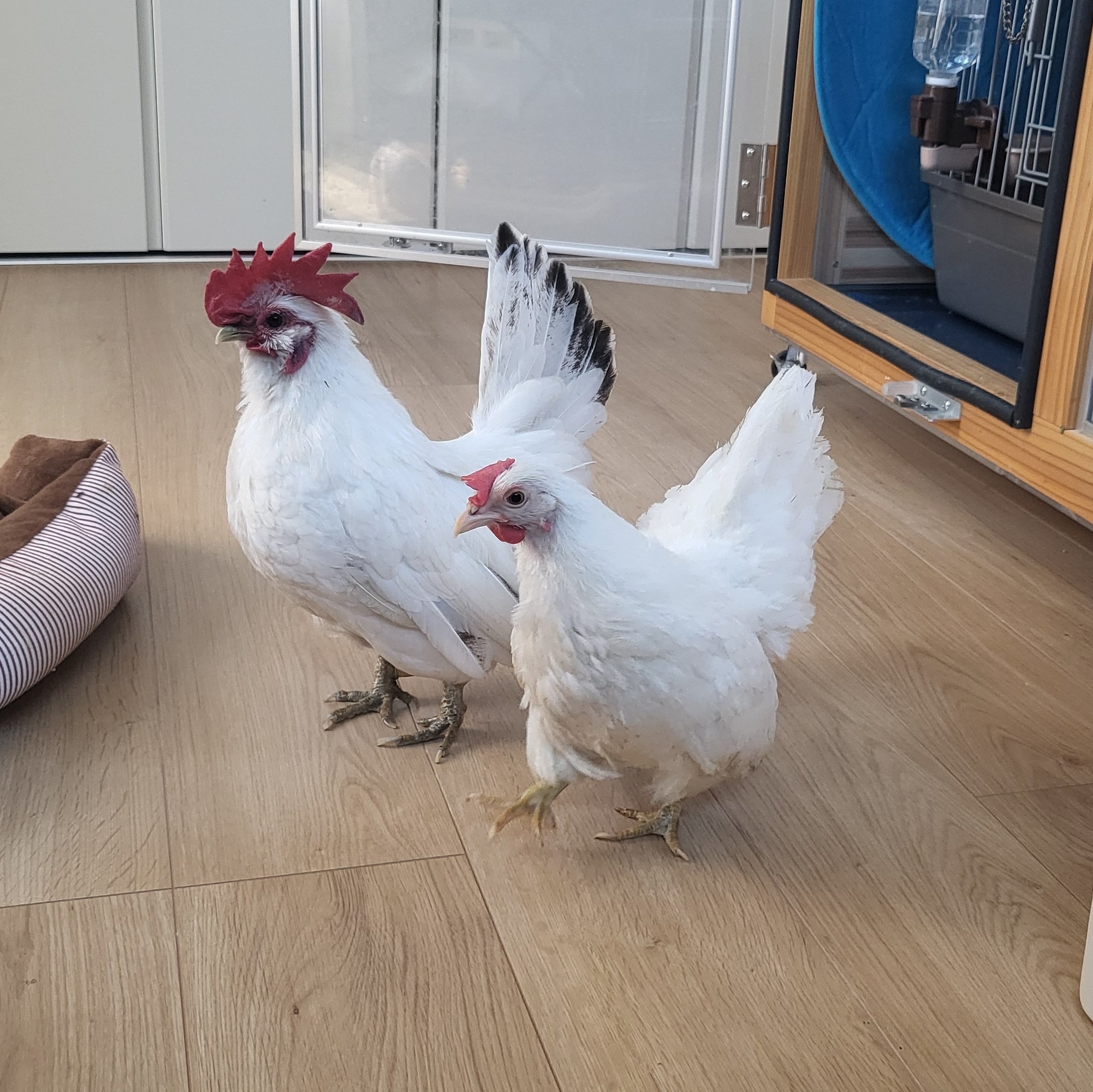 マルチタスクすぎる」ニワトリの排卵に12万いいね「そんな適当な