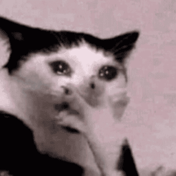 Gato con expresión de sorpresa, con una pata sobre su boca, mirando hacia arriba