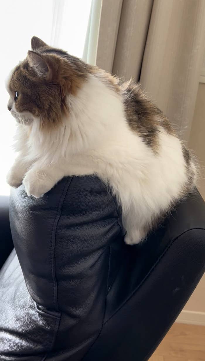 もう猫専用でいっか」ソファの乗っ取りに成功した猫ちゃんの“我が物顔”が話題に→「かわいすぎ」「ハート射抜かれました」【画像】