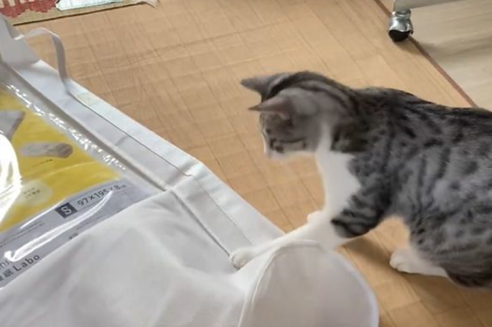 袋をつつくサバシ君 / 飼い主さん(@koimo77)のXより