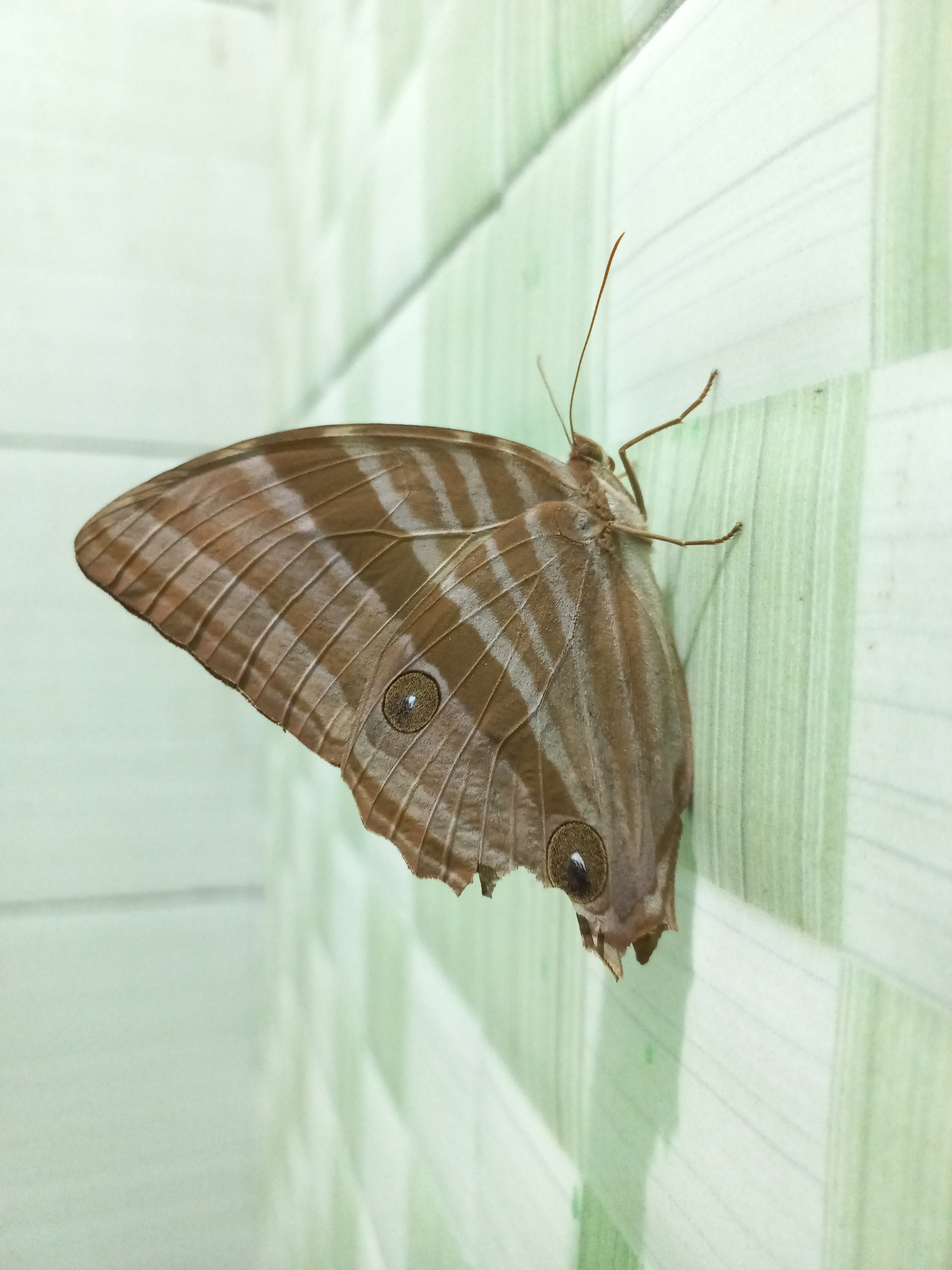 A butterfly with tattered wings rests on a checkered surface