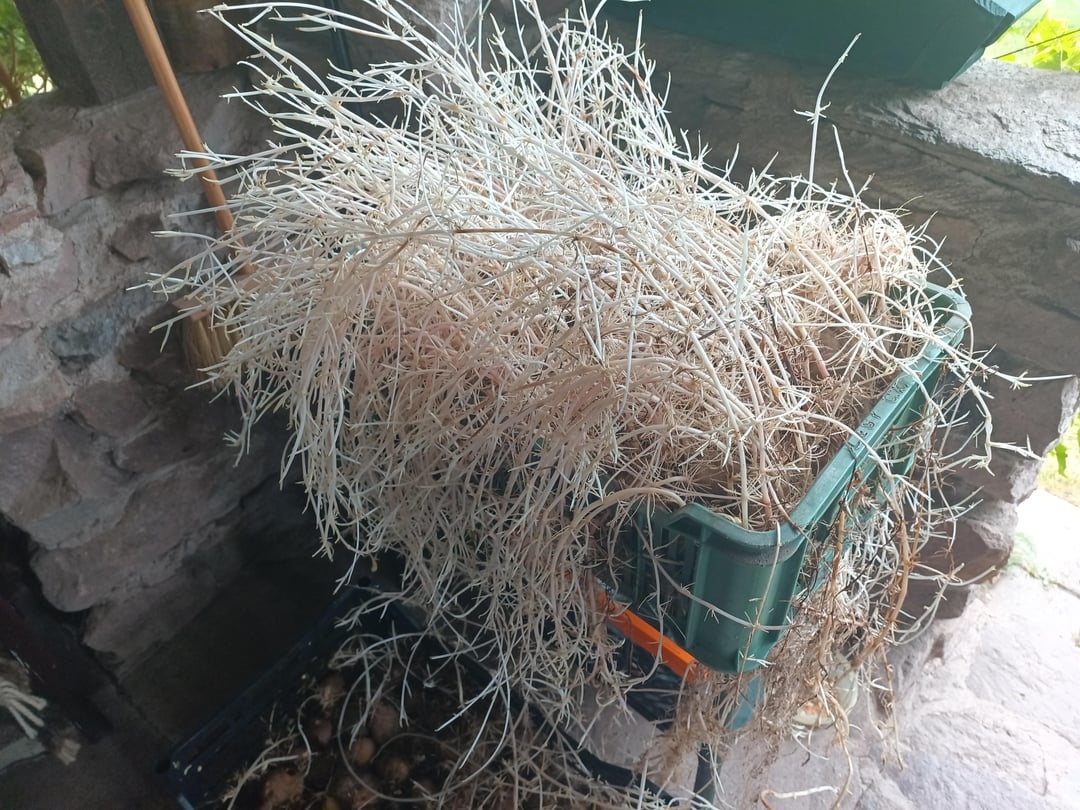 Container filled with old potatoes that have grown a wild tangle of roots