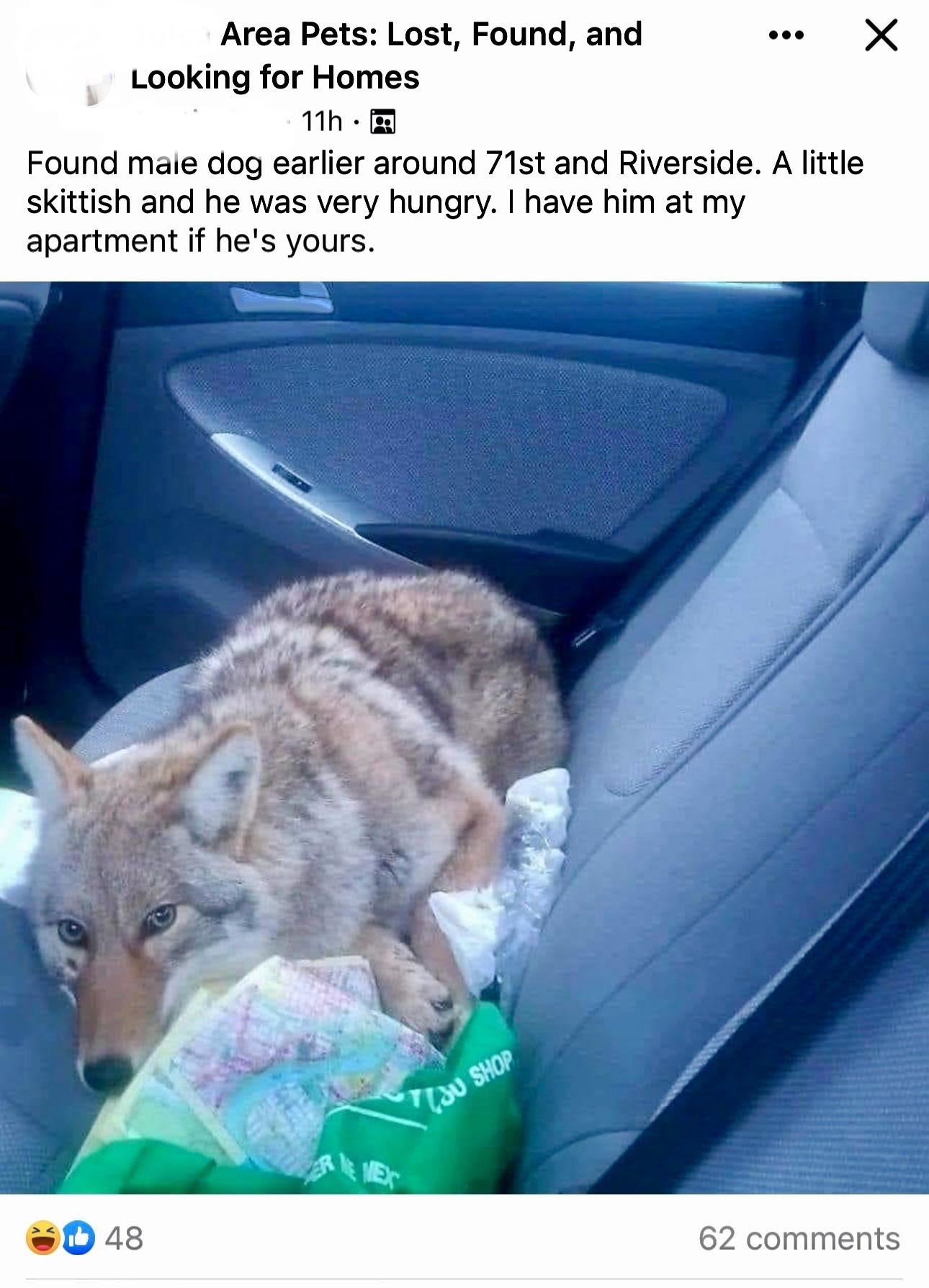 A coyote is curled up on the back seat of a car. The text says it's a "male dog" and the finder has it at their apartment