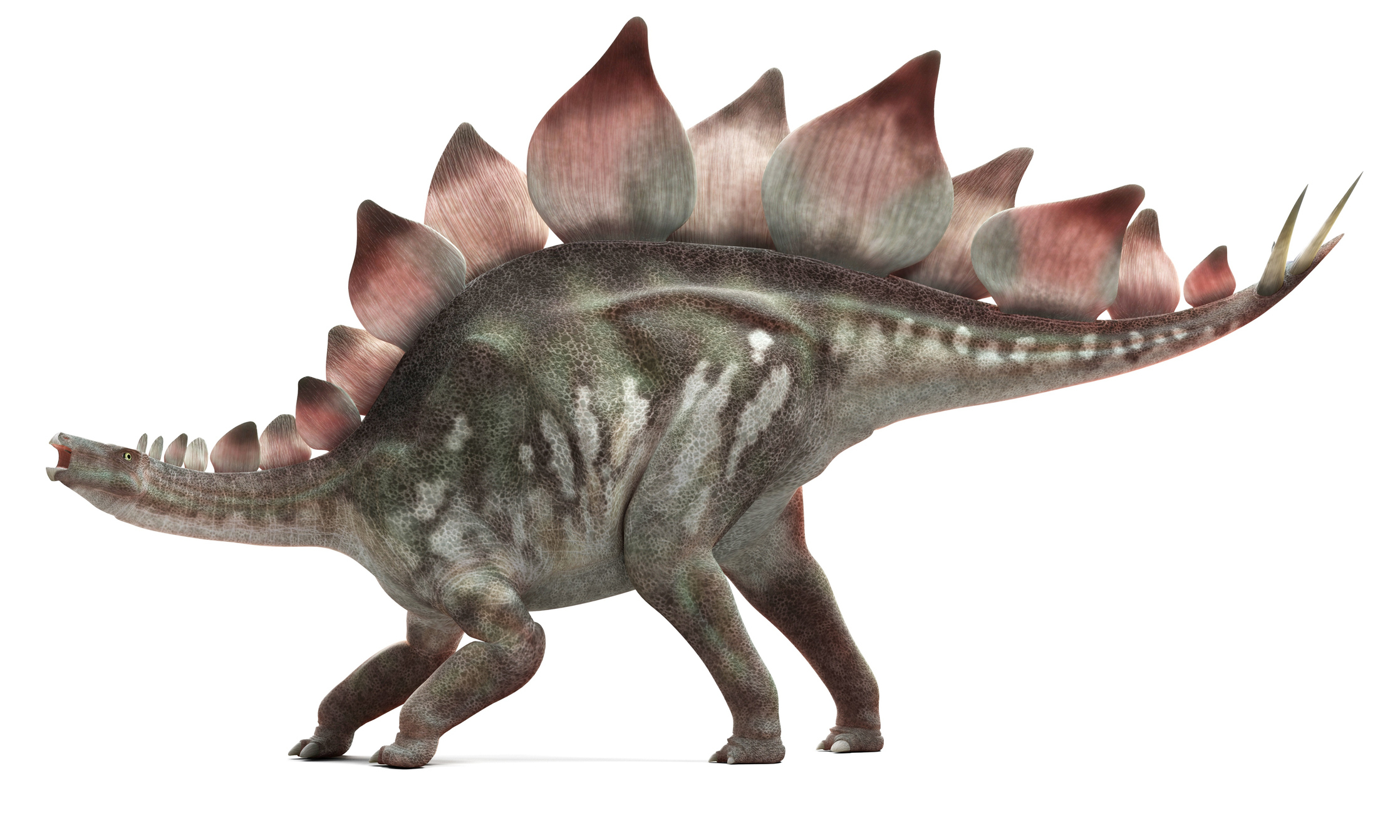 An illustration of a Stegosaurus, a dinosaur with large, plate-like structures on its back and a spiked tail