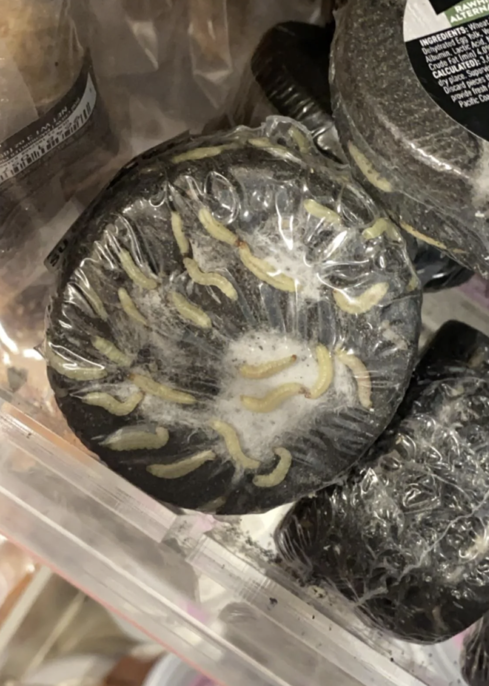Round, dark object with plastic wrapping, containing what appear to be maggot-like worms. It is unclear what this object is