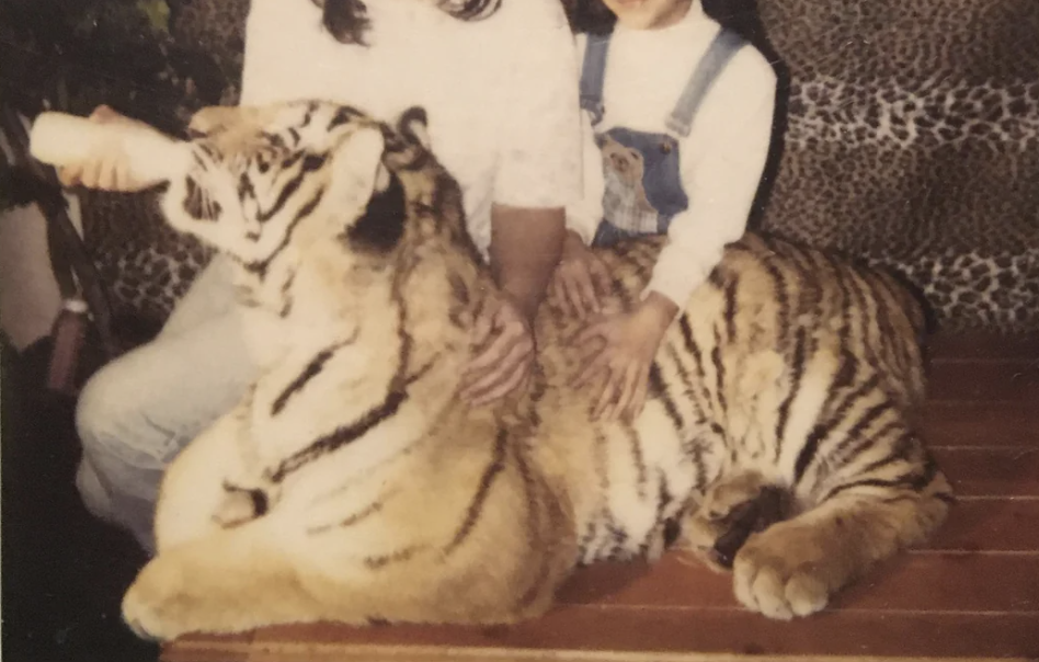 Two people, partially visible, pull a large tiger resting on a bench closer, while one person is feeding the tiger with a bottle